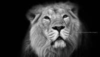 /album/galleria-fotografica/lion-3-jpg/